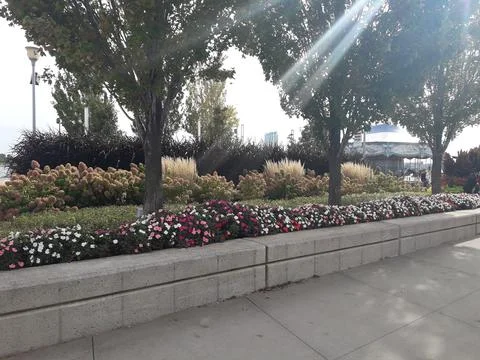 Flowers Stock Photos