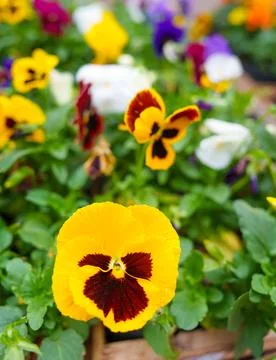 Flowers Stock Photos