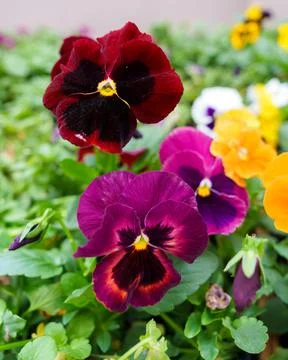 Flowers Stock Photos