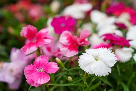 Flowers Stock Photos