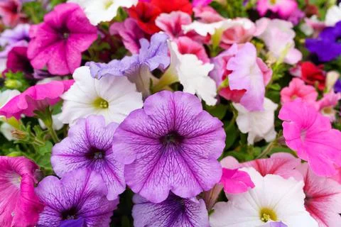 Flowers Stock Photos