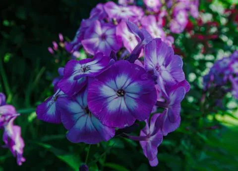 Flowers Stock Photos