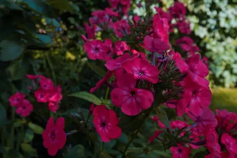 Flowers Stock Photos