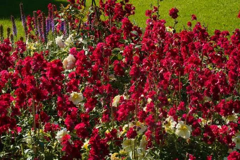 Flowers Stock Photos