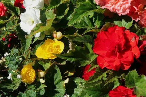 Flowers Stock Photos