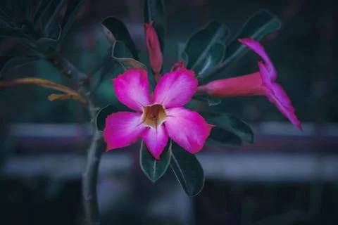 Flowers Stock Photos