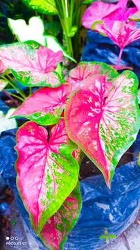 Flowers Stock Photos