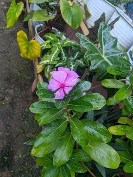 Flowers Stock Photos