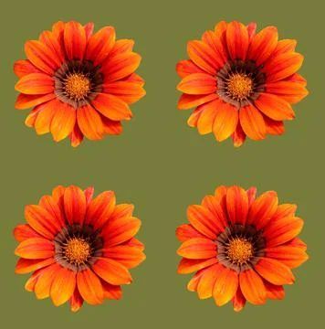 Flowers Stock Photos
