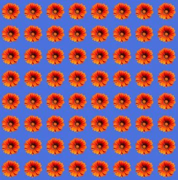 Flowers Stock Photos