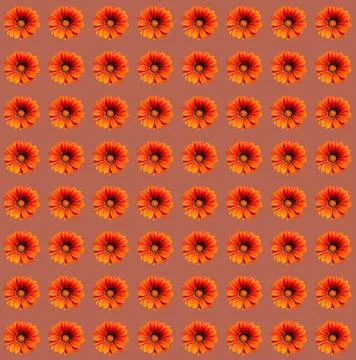 Flowers Stock Photos