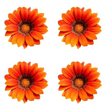 Flowers Stock Photos