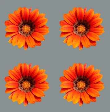 Flowers Stock Photos