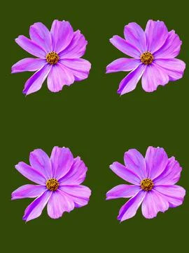 Flowers Stock Photos