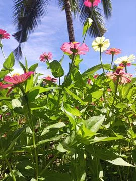 Flowers Stock Photos