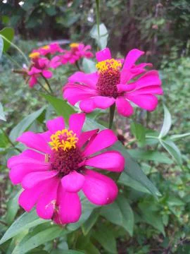 Flowers 🌹 Fotos de archivo