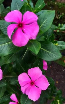 Flowers Stock Photos