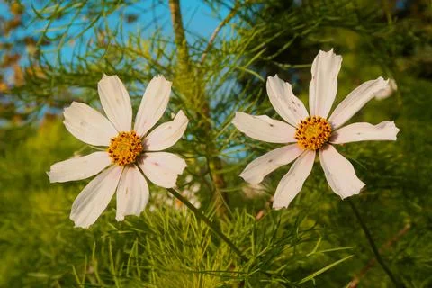 Flowers Stock Photos