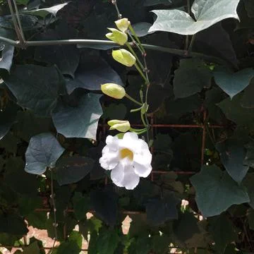 Flowers Stock Photos