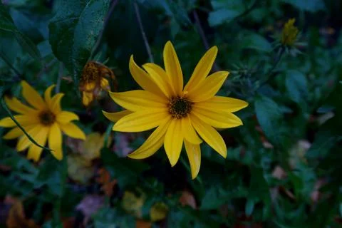 Flowers Stock Photos