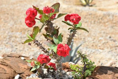 Flowers. Stock Photos
