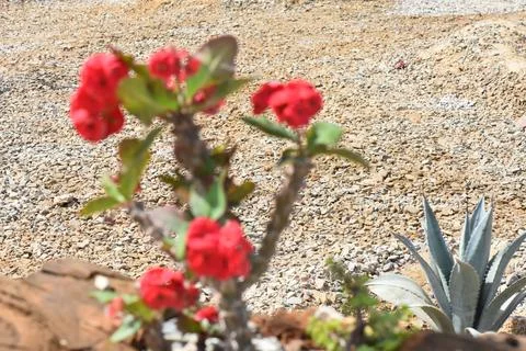 Flowers. Stock Photos