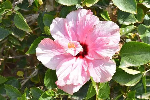 Flowers. Stock Photos