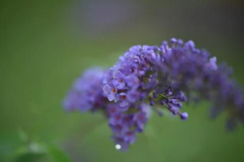 Flowers. Stock Photos
