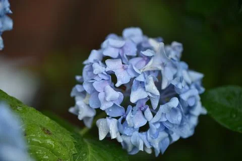 Flowers Stock Photos
