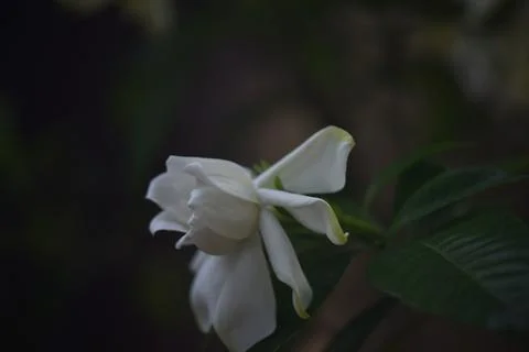 Flowers. Stock Photos