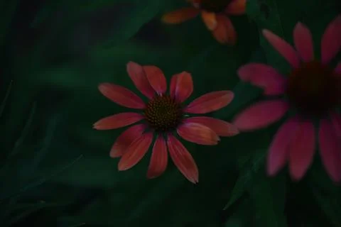 Flowers. Stock Photos