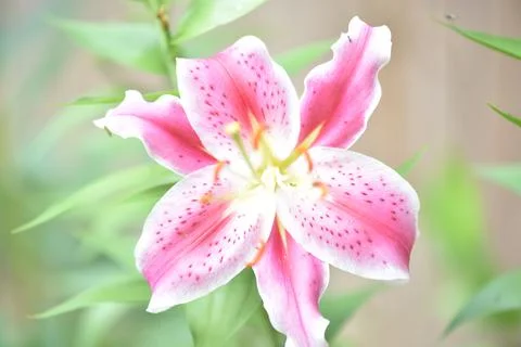 Flowers. Stock Photos