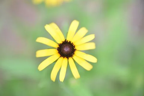 Flowers. Stock Photos