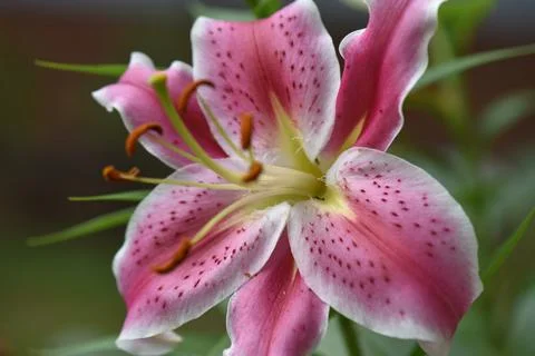 Flowers. Stock Photos