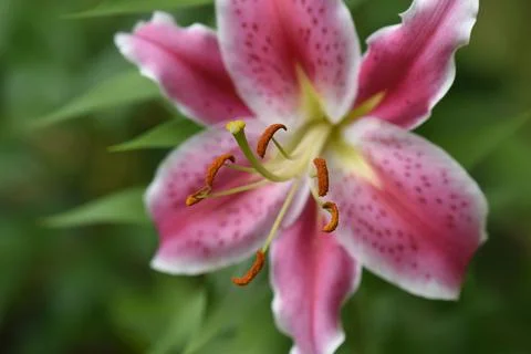 Flowers Stock Photos