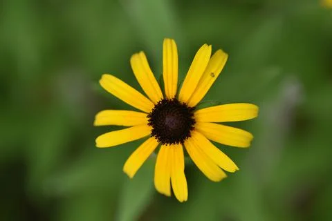 Flowers. Stock Photos