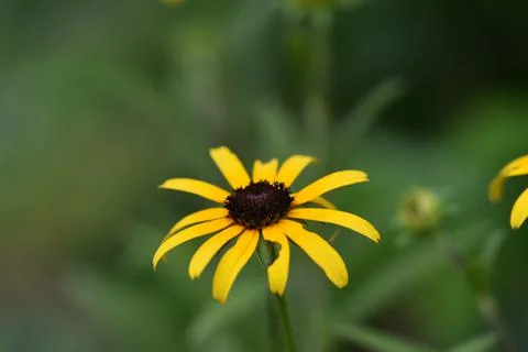 Flowers Stock Photos