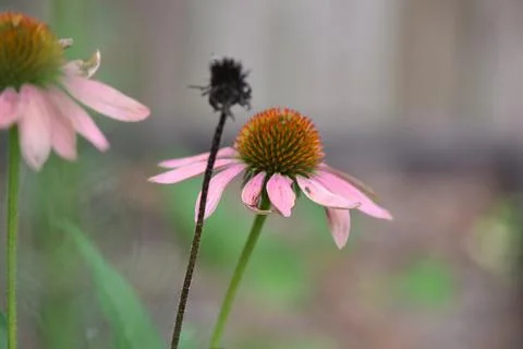 Flowers Stock Photos