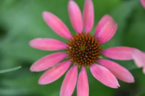 Flowers Stock Photos