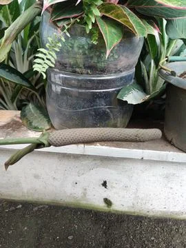 Flowers 스톡 사진