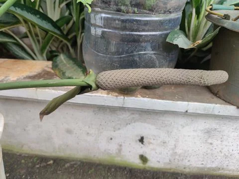 Flowers 스톡 사진