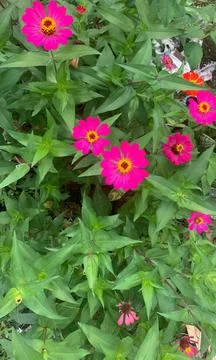 Flowers Stock Photos