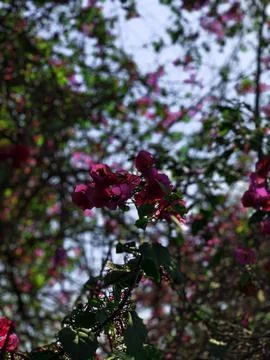 Flowers Stock Photos