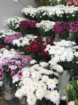 Flowers Stock Photos