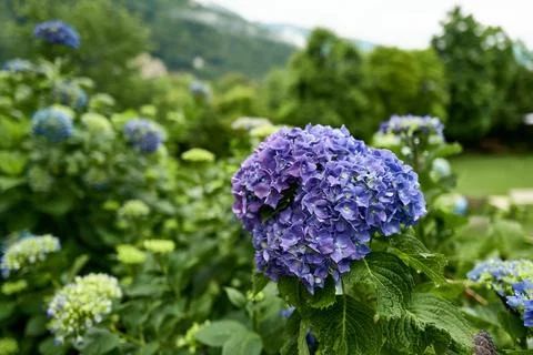 Flowers Stock Photos