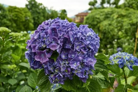 Flowers Stock Photos