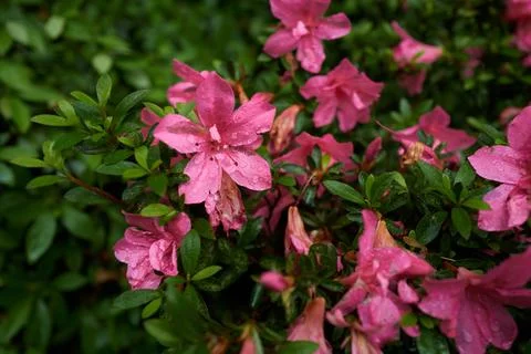 Flowers Stock Photos