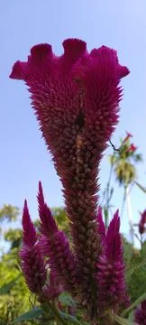 Flowers 스톡 사진