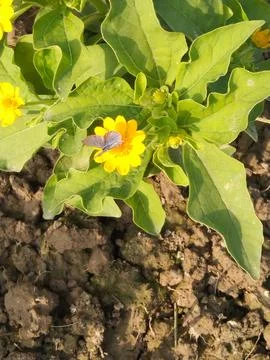 Flowers 스톡 사진