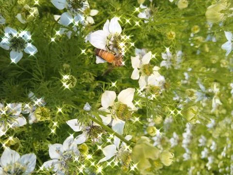 Flowers 스톡 사진